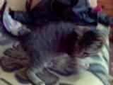 my kitty :wub: poze qu voi